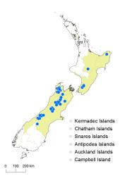Cardamine alalata distribution map based on databased records at AK, CHR, OTA & WELT.
 Image: K.Boardman © Landcare Research 2018 CC BY 4.0
